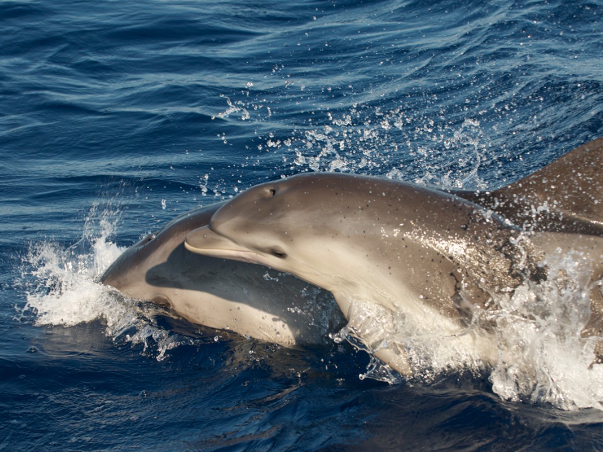 Il Centro Centro Ricerca Cetacei Il Centro Centro Ricerca Cetacei